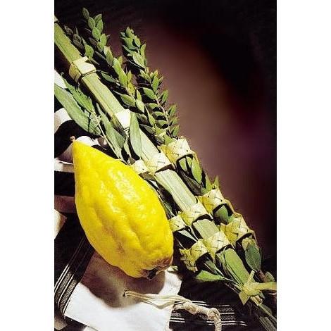 $40 Arba Minim with out Pitom